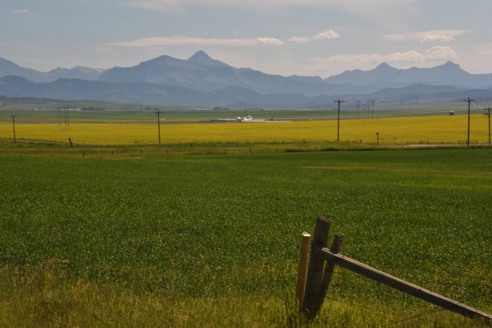 rape fields